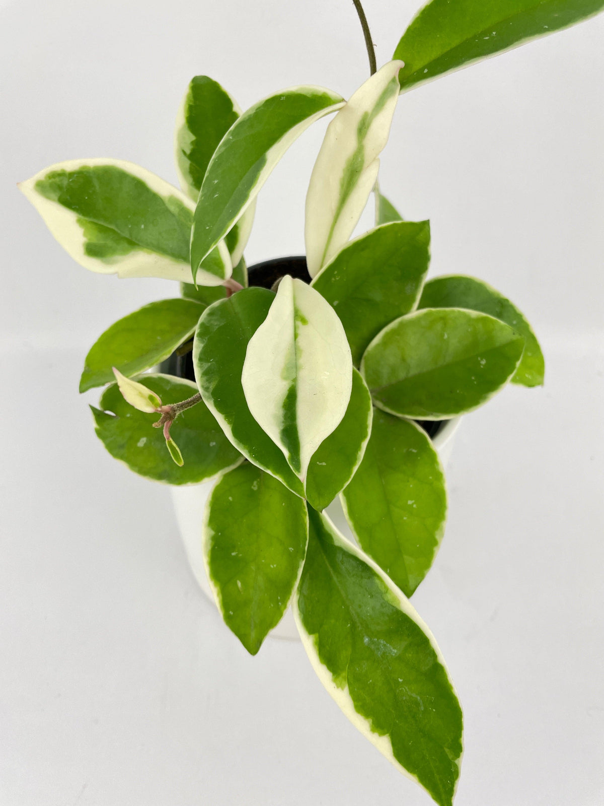 Variegated Hoya Carnosa Krimson Queen