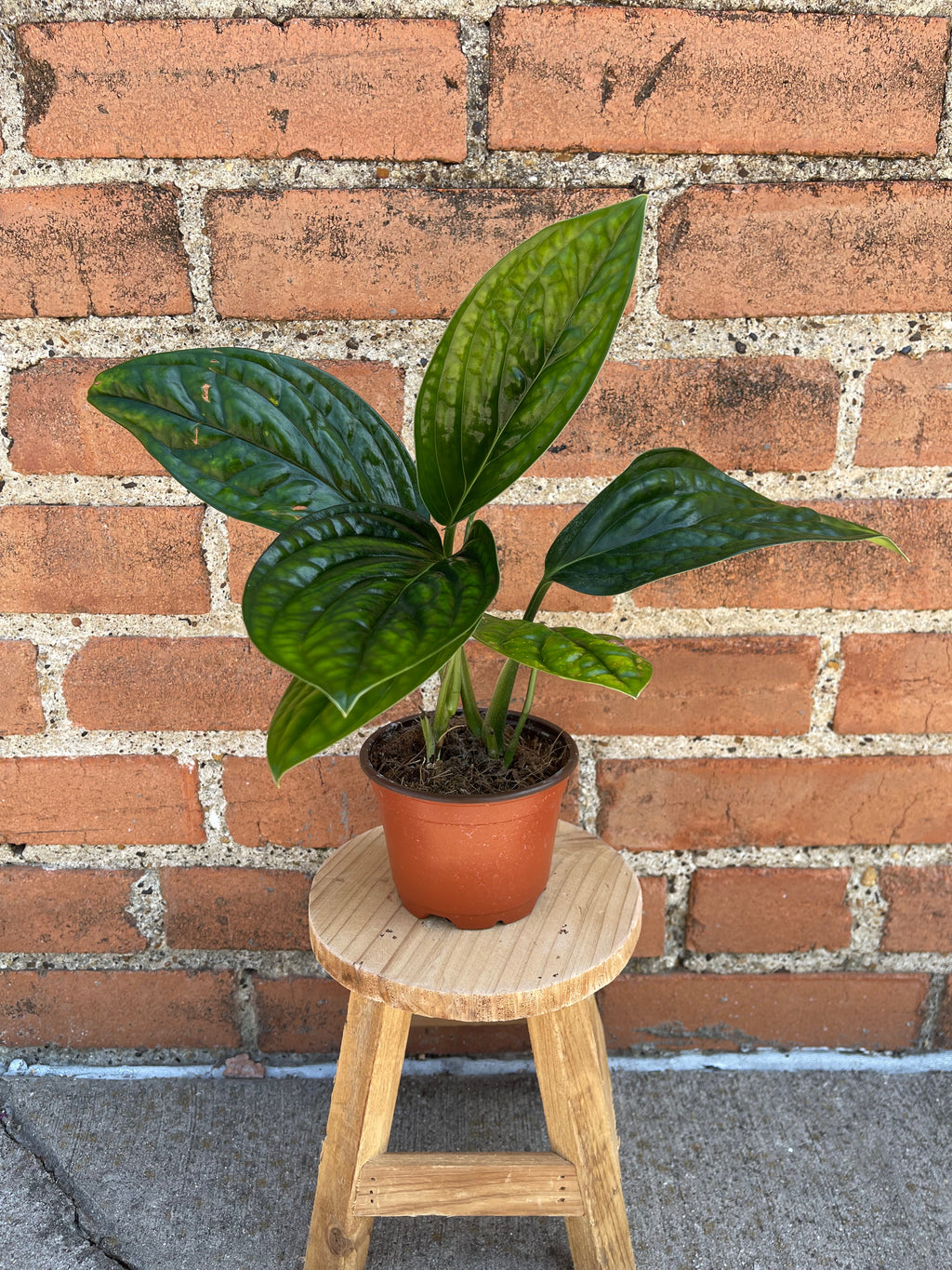 Monstera Peru