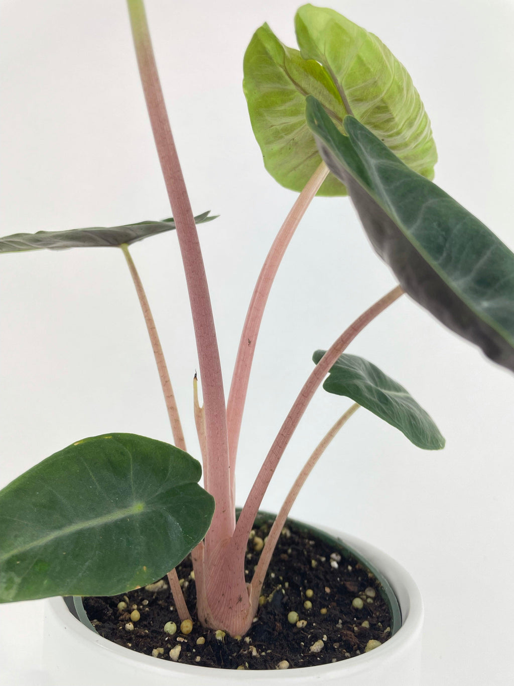 Alocasia Pink Dragon