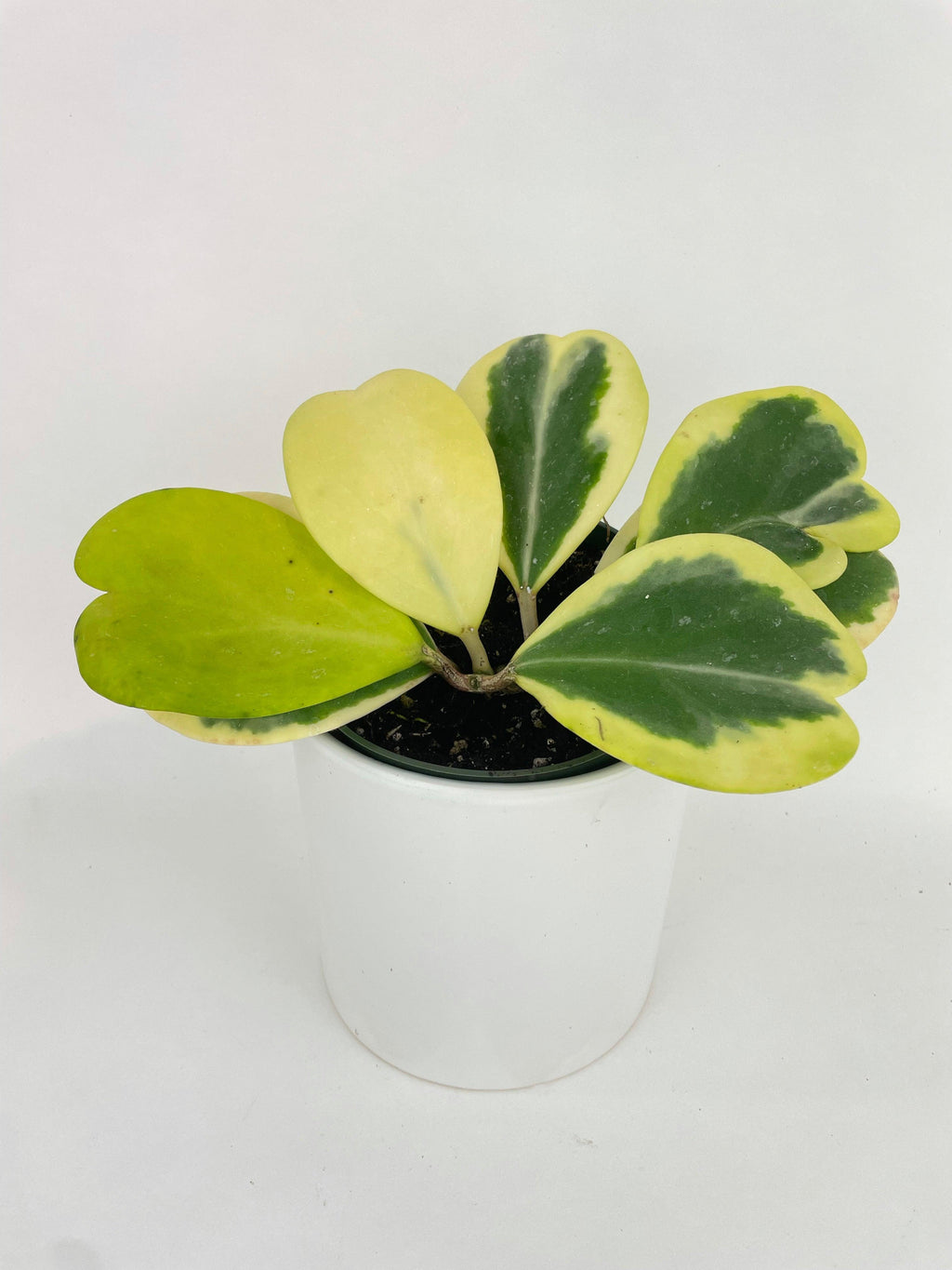 Variegated Sweetheart Hoya Kerrii Albo