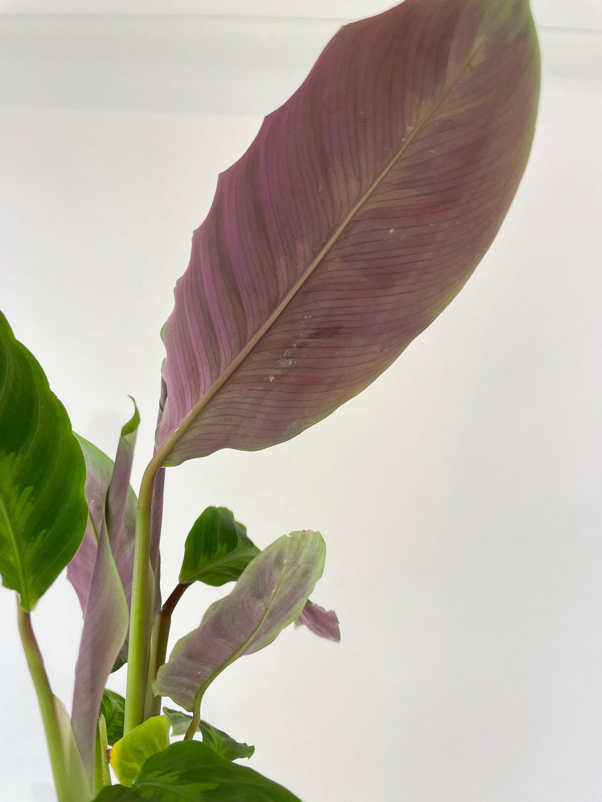 Calathea Warscewiczii “Jungle Velvet”
