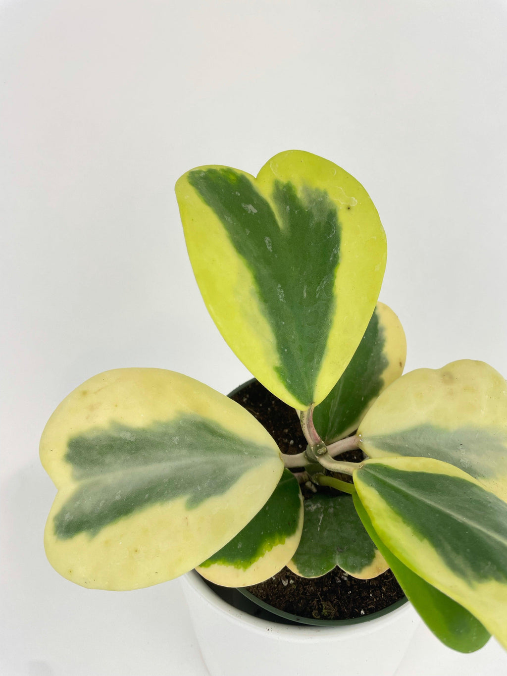 Variegated Sweetheart Hoya Kerrii Albo