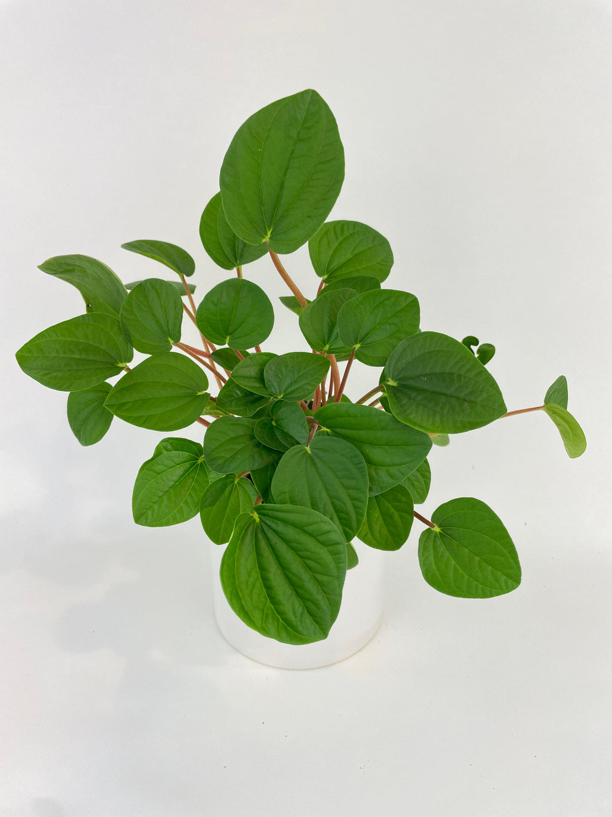 Peperomia Rana Verde