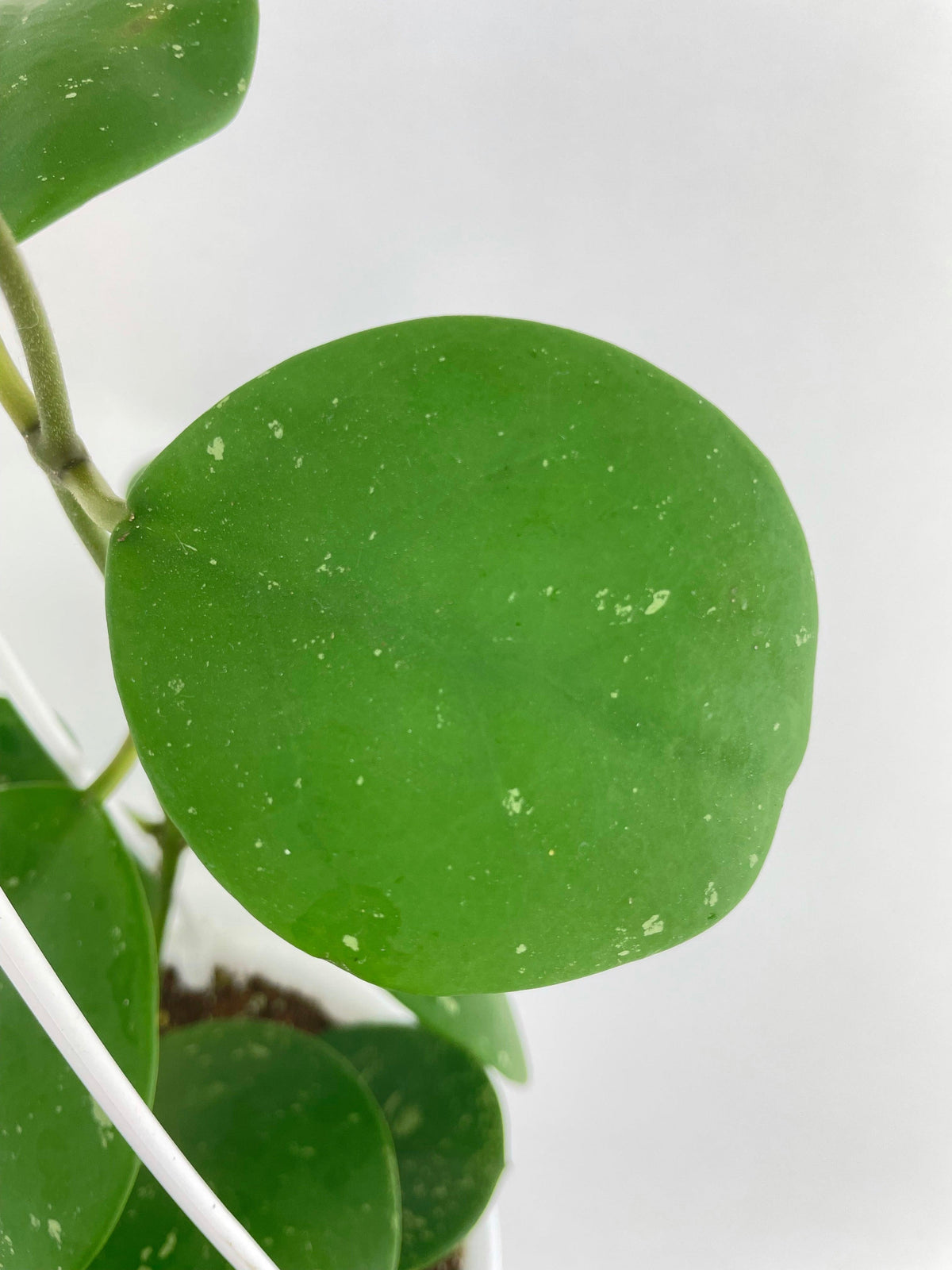Hoya Obovata Splash
