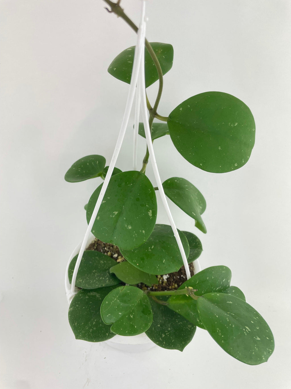 Hoya Obovata Splash
