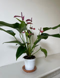 Anthurium 'Purple'