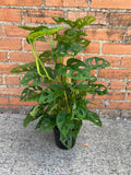 Monstera Adansonii