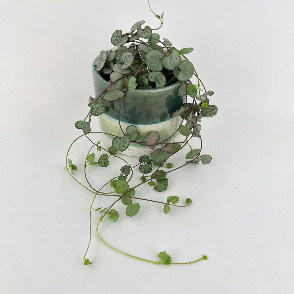 Silver Glory String of Hearts