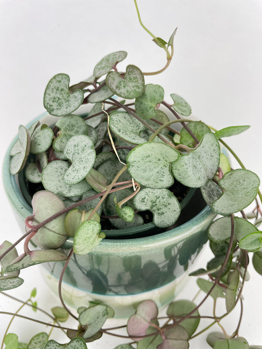 Silver Glory String of Hearts
