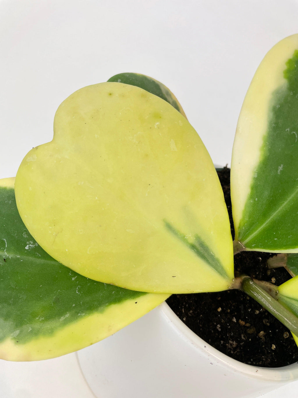 Variegated Sweetheart Hoya Kerrii Albo