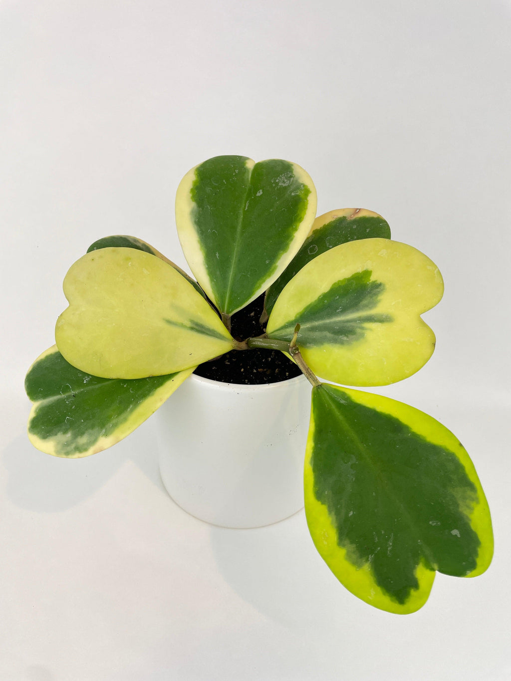 Variegated Sweetheart Hoya Kerrii Albo