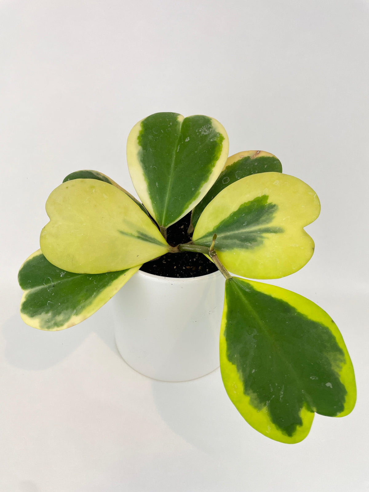 Variegated Sweetheart Hoya Kerrii Albo