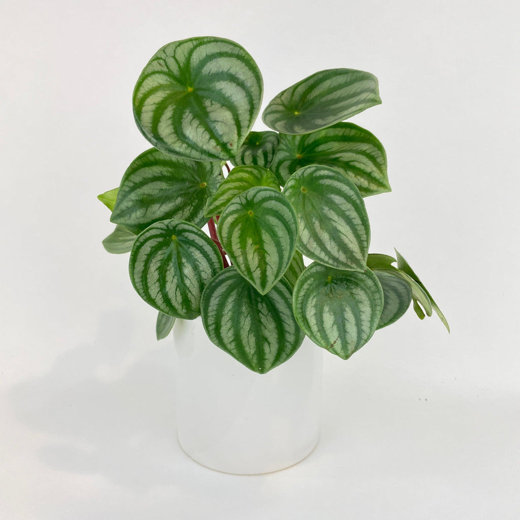 Watermelon Peperomia Argyreia