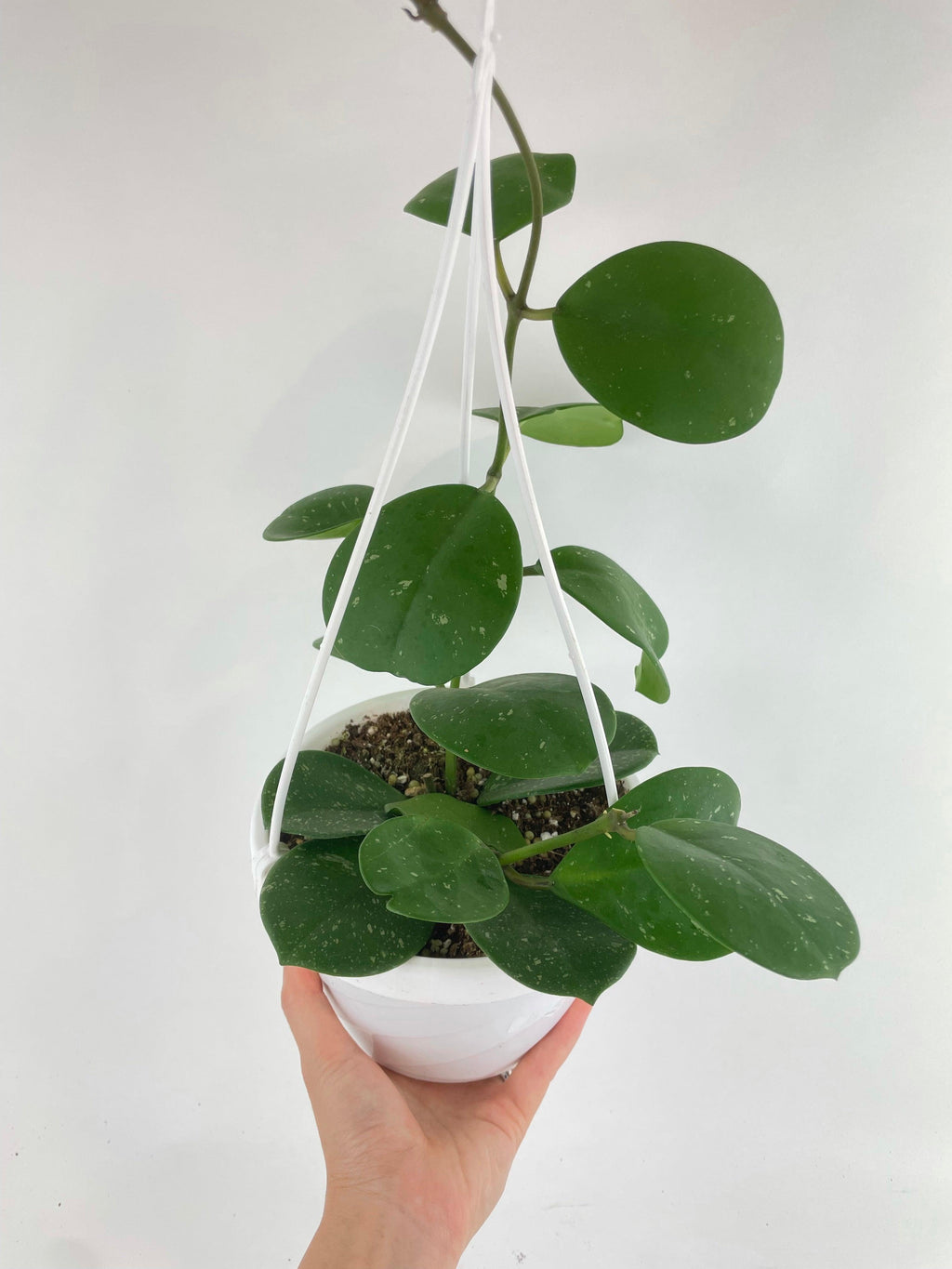 Hoya Obovata Splash