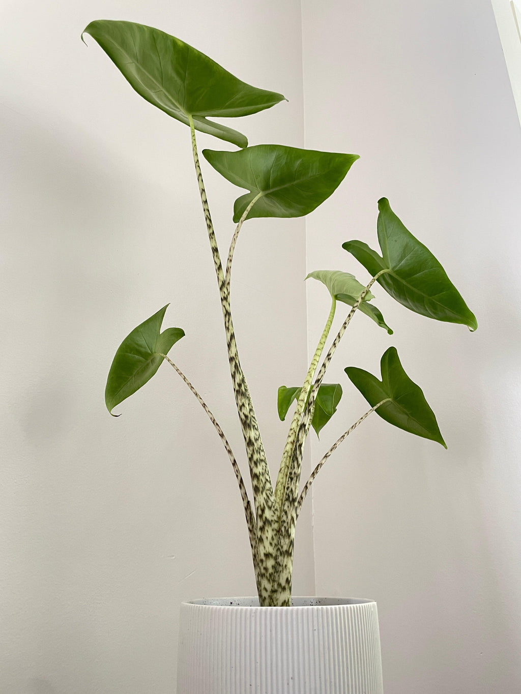 Alocasia Zebrina