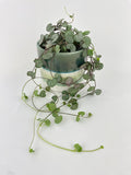 Silver Glory String of Hearts