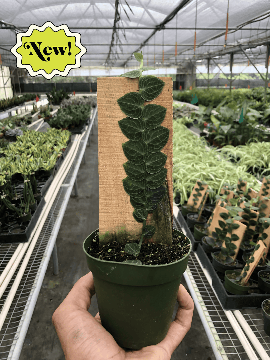 Rhaphidophora 'Cryptantha' | Rare Shingle Plant Climber | House Plant Shop