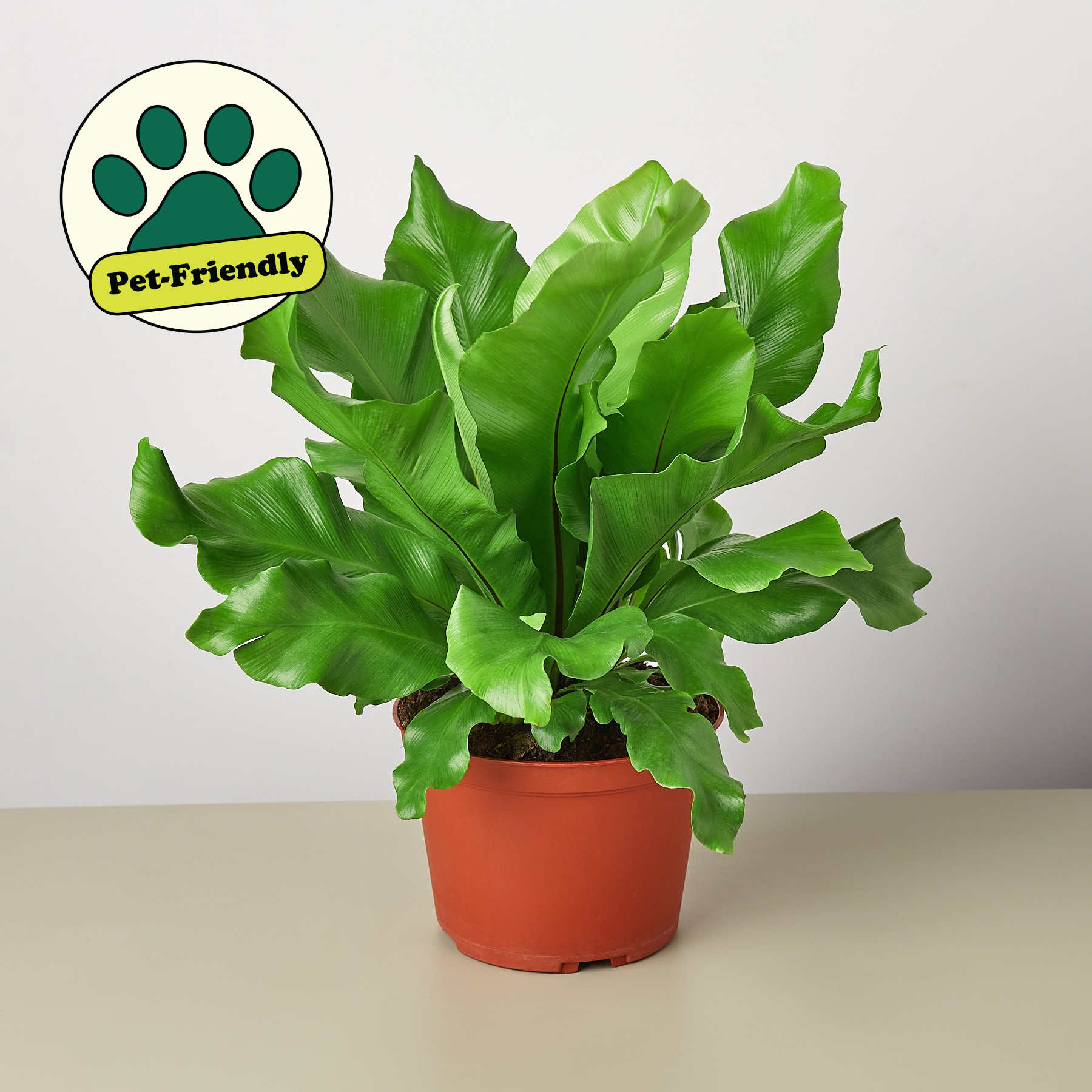 Plant Paradise Large Bundle