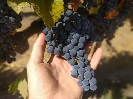 ARS Harvest Shear Needle Nose Long 300L