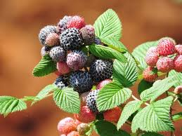 1 Black Raspberry Plant - Rubus niveus (Mysore) | Bare Root Starter Fruit Bush | Edible Berry Plant for Home Gardens