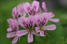 Citronella Geranium