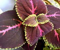 1 Red Giant Kong Coleus Rooted Cuttings - Live Flower, Coleus x hybridus, Colorful Foliage, Indoor/Outdoor Plant