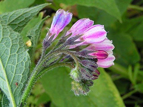 Comfrey Bocking 14 Root Cuttings - 10 ct - Organic - Perennial Plant - Soil Builder - Drought Tolerant - USDA Zones 4-9