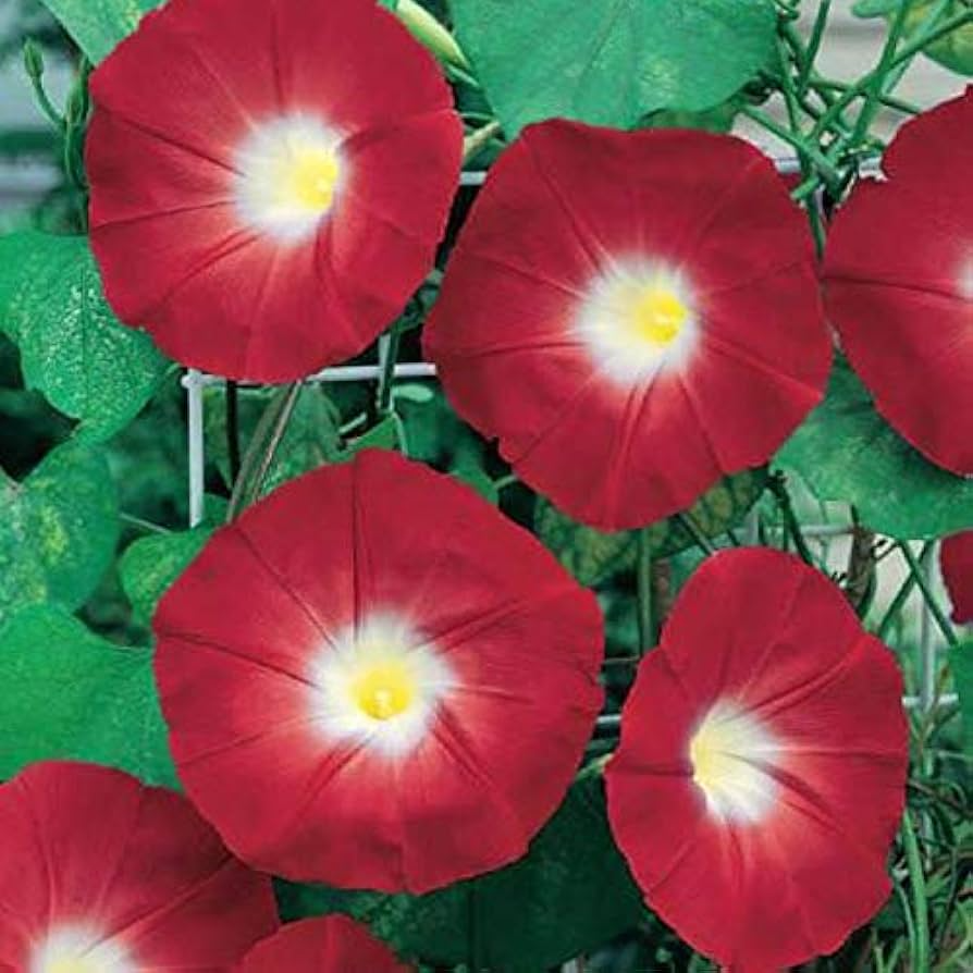 100 Red Ipomoea Seeds | Ipomoea coccinea | Non-GMO Climbing Vine with Bright Red Blooms | Perfect for Trellises & Fences