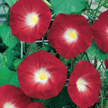 100 Red Ipomoea Seeds | Ipomoea coccinea | Non-GMO Climbing Vine with Bright Red Blooms | Perfect for Trellises & Fences