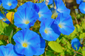 Heavenly Blue Morning Glory (Ipomoea tricolor) – Vibrant Sky Blue Climbing Vine