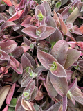 5 Tradescantia Wandering Jew 'Pale Puma' Unrooted Cuttings, Fuzzy Purple Plant, Tradescantia pallida, Indoor Plant, Rare Colorful Cuttings