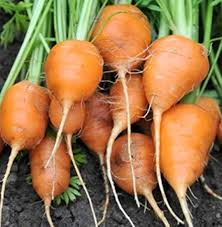 250 Parisian Carrot Seeds | Heirloom Non-GMO Round Carrots | Daucus carota | Compact Container Variety