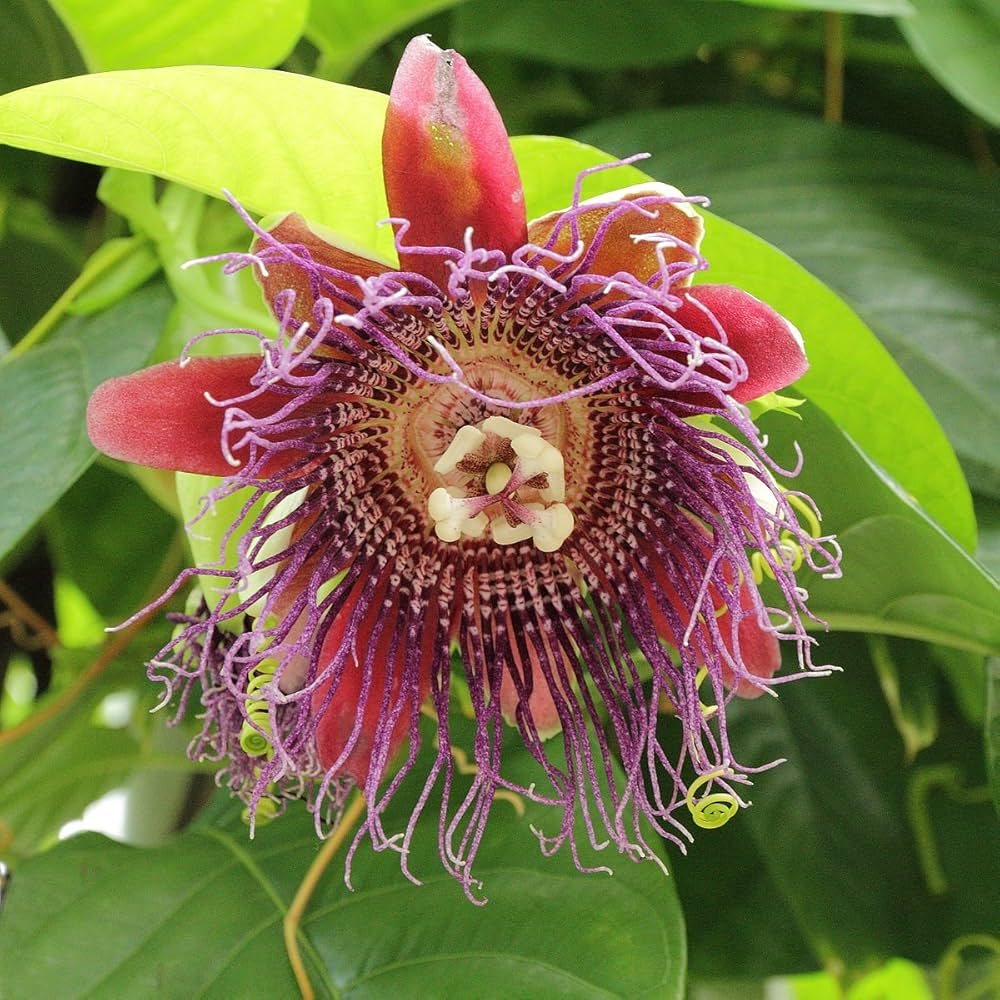 1 Giant Granadilla Passion Fruit Live Starter Plant | Passiflora Ligularis, Sweet & Tropical Fruit, Hardy Vine for Gardens or Containers