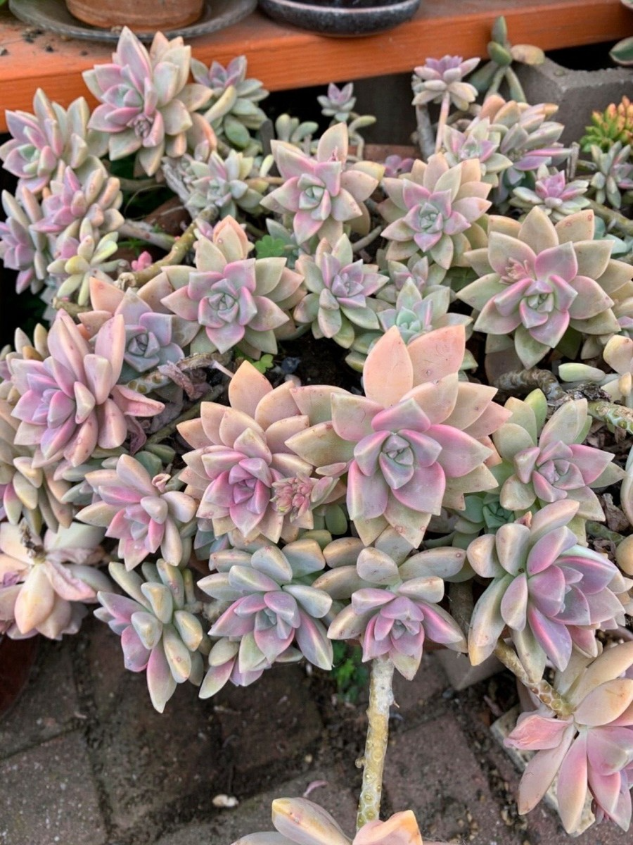Ghost Plant Succulent (Graptopetalum paraguayense) - 4 Unrooted Cuttings