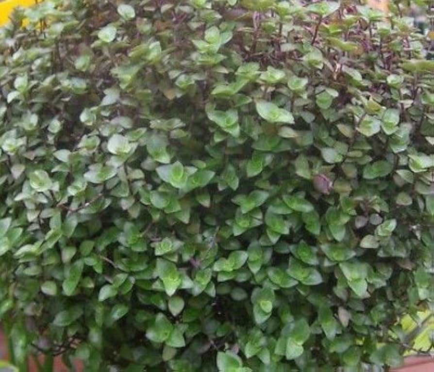 20 Unrooted Cuttings Dwarf Bolivian Wandering Jew - Tradescantia Minima, Callisia Repens - Easy Grow Plants