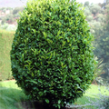 5 Sweet Laurel Bay Tree Unrooted Cuttings (Laurus nobilis) 6-8", Aromatic Herb, Ideal for Gardens, Culinary Use, and Easy to Grow