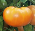 Mountain Gold Tomato Seeds | Heirloom - Non-GMO | 10-1,000 Seeds | Golden-Yellow Tomatoes | Disease Resistant | USDA Zones 3-10 |   SEO Description (500 characters max) Grow