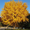 1 Ginkgo Tree (Ginkgo biloba) – Live Bare Root Plant 1-2 Feet
