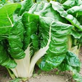 1 Gram Seeds Swiss Chard Fordhook – Beta vulgaris | Heirloom Vegetable for Planting, Nutritious Greens for Gardening