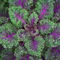 Red Russian Kale Seeds | Non-GMO | Purple Stems, Tender Leaves | Cold Tolerant |  | USDA Zones 3-9