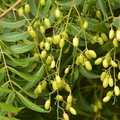 Rare Neem Tree Seeds - Azadirachta indica, USDA Zones 10-12, Full Sun, Well-Drained Soil, 10 Seeds per Pack