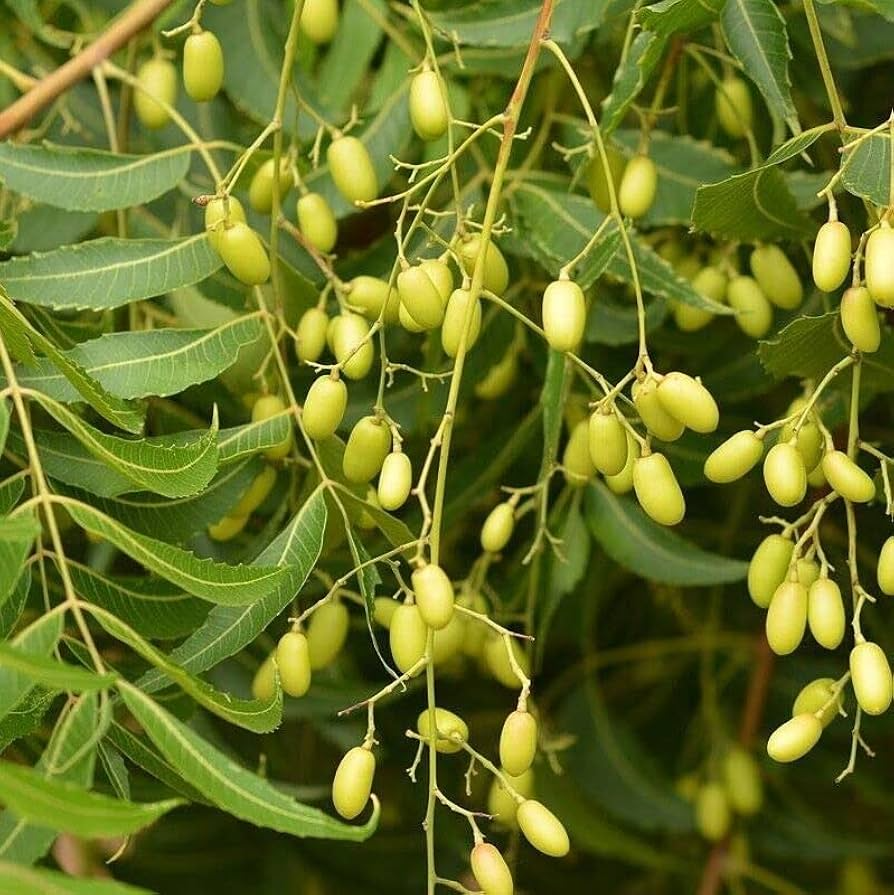 Rare Neem Tree Seeds - Azadirachta indica, USDA Zones 10-12, Full Sun, Well-Drained Soil, 10 Seeds per Pack