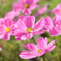 1000 Seeds Cosmos Gloria (Cosmos bipinnatus) – Bright Pink Blooms, Pollinator-Friendly, Easy-to-Grow Annual Flower Seeds