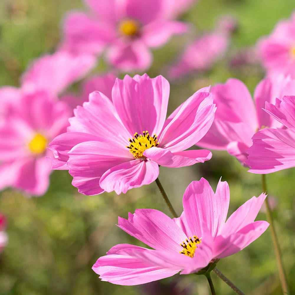 1000 Seeds Cosmos Gloria (Cosmos bipinnatus) – Bright Pink Blooms, Pollinator-Friendly, Easy-to-Grow Annual Flower Seeds