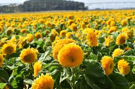 1 Gram Seeds Teddy Bear Sunflower (Dwarf Sungold Sunflower) for Planting | Compact, Fuzzy-Bloom Sunflowers for Gardens & Pots