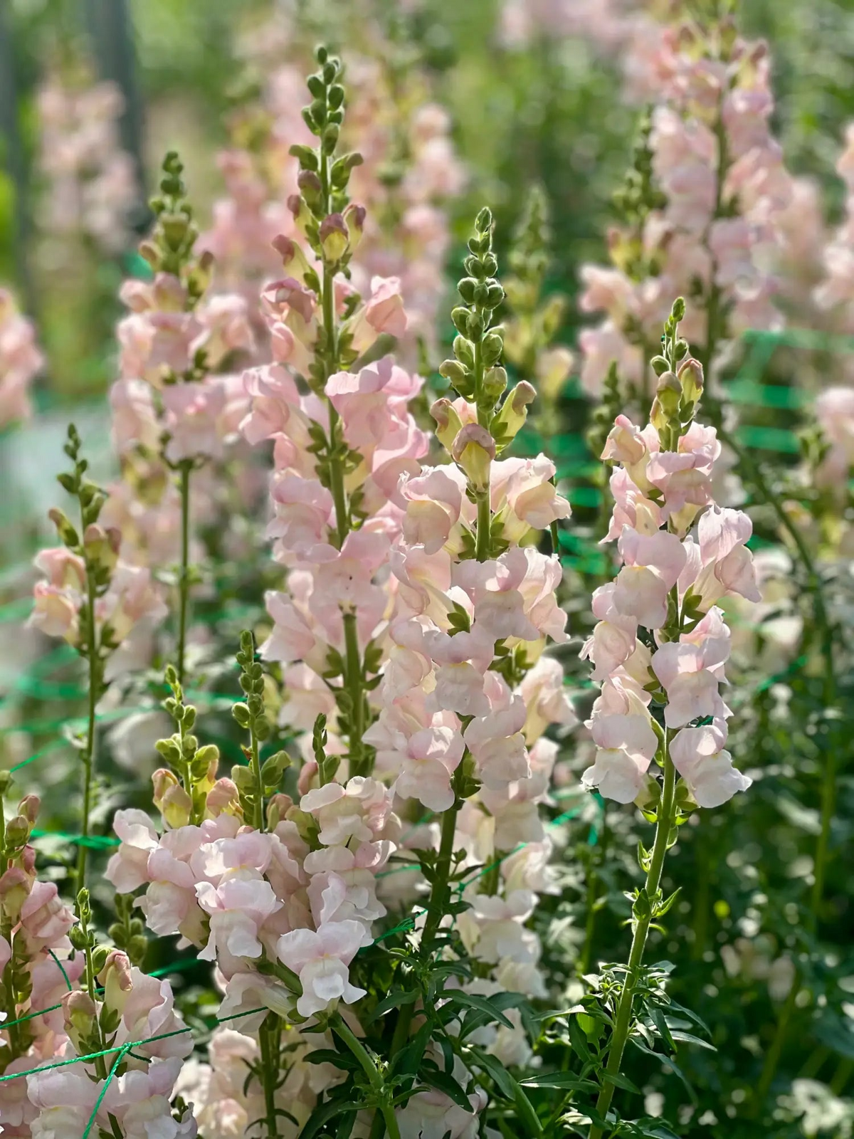 Avignon Pink Snapdragon Seeds (Antirrhinum majus) - 1000+ Seeds for Elegant Pink Garden Blooms