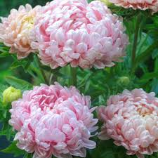 Peony Duchess Apricot Aster Seeds | Soft Pink-Apricot Blooms | 24-28" Tall | Cut Flowers | USDA Zones 3-9 |