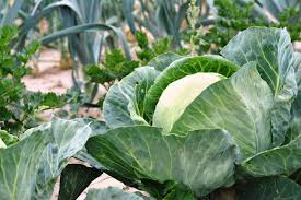 1 Gram Seeds Cabbage Danish Ballhead – Brassica oleracea | Heirloom Cabbage Variety for Planting & Gardening