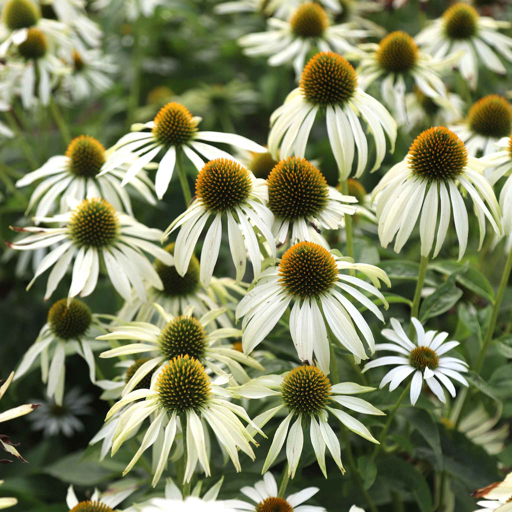 White Swan Coneflower Seeds (Echinacea purpurea 'White Swan') | 25-500 Seeds – Elegant White Blooms for Gardens