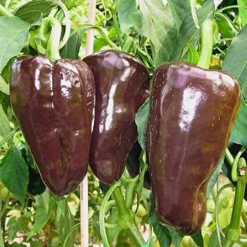 Mulato Isleno Poblano Pepper Seeds | Heirloom, Non-GMO | Mild & Sweet | 75 Days | USDA Zones 4-10 |